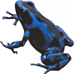 Blue & Black CR